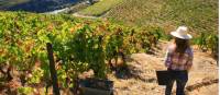 Vineyards above the Douro Valley